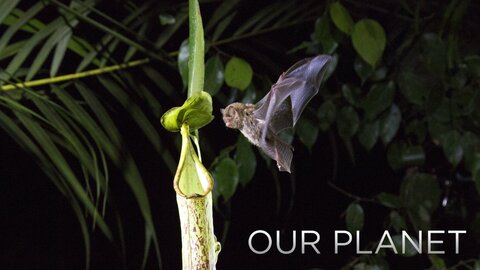 Our Planet