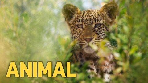 Animal